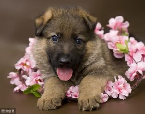 大型狗一般什么时候溜？狗什么时候可以出去溜-警犬训练器材厂家 _警犬训练用品_工作犬训练用品-南京开久警犬装备