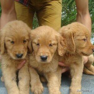 狗瘟的症状是什么样的(狗得狗瘟的症状)-警犬训练器材厂家 _警犬训练用品_工作犬训练用品-南京开久警犬装备