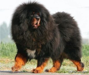 北京正规狗场(北京正规狗场在哪)-警犬训练器材厂家 _警犬训练用品_工作犬训练用品-南京开久警犬装备