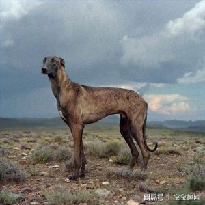 中国名犬(中国名茶排行榜前十名)-警犬训练器材厂家 _警犬训练用品_工作犬训练用品-南京开久警犬装备