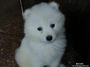 银狐犬的外貌特征(纯种银狐犬特征)-警犬训练器材厂家 _警犬训练用品_工作犬训练用品-南京开久警犬装备