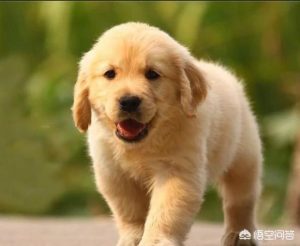 世界上第一只狗是怎么来的？世界上第一只狗怎么进化的-警犬训练器材厂家 _警犬训练用品_工作犬训练用品-南京开久警犬装备