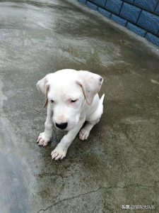 狗叫声音mp3(狗叫声音mp3 *** 试听)-警犬训练器材厂家 _警犬训练用品_工作犬训练用品-南京开久警犬装备