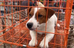 狗贩子一般怎么处理狗？狗贩子怎么处理狗瘟-警犬训练器材厂家 _警犬训练用品_工作犬训练用品-南京开久警犬装备