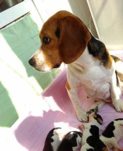 比格犬在国内禁养吗(比格犬为什么被禁养)-警犬训练器材厂家 _警犬训练用品_工作犬训练用品-南京开久警犬装备