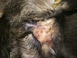 狗狗皮肤烂了一个洞(狗狗自己把皮肤抓烂了怎么办)-警犬训练器材厂家 _警犬训练用品_工作犬训练用品-南京开久警犬装备