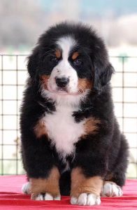 伯恩山犬(伯恩山犬寿命真的短吗)-警犬训练器材厂家 _警犬训练用品_工作犬训练用品-南京开久警犬装备