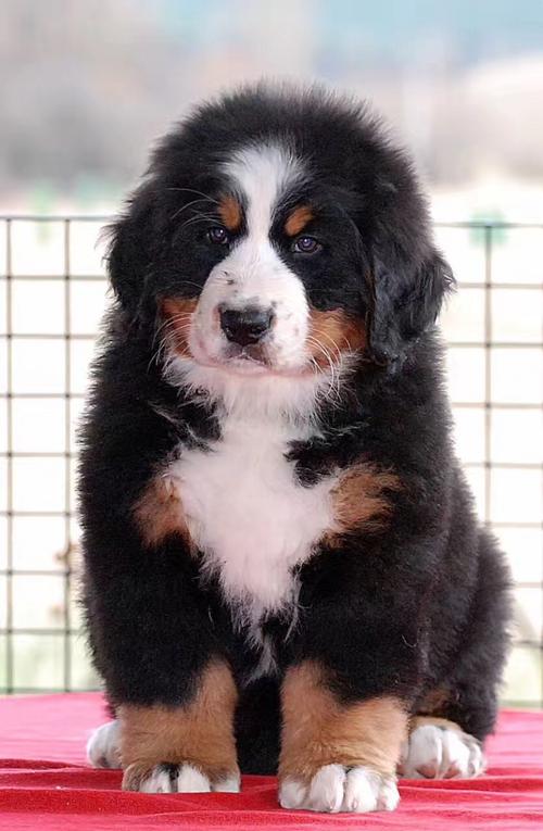 伯恩山犬(伯恩山犬寿命真的短吗) - 警犬训练器材厂家 _警犬训练用品_工作犬训练用品-南京开久警犬装备-警犬训练器材厂家 _警犬训练用品_工作犬训练用品-南京开久警犬装备