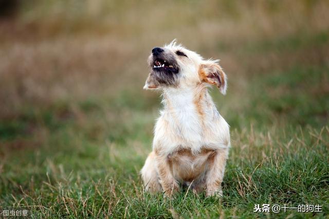 狗叫声音(小狗狗叫声音播放) - 警犬训练器材厂家 _警犬训练用品_工作犬训练用品-南京开久警犬装备-警犬训练器材厂家 _警犬训练用品_工作犬训练用品-南京开久警犬装备