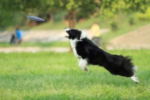 狗狗接飞盘(狗狗玩具飞盘)-警犬训练器材厂家 _警犬训练用品_工作犬训练用品-南京开久警犬装备