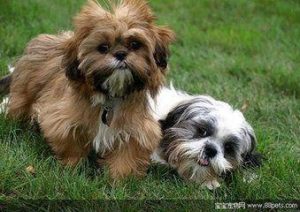 狗狗犬瘟后期的症状(狗狗犬瘟细小什么症状)-警犬训练器材厂家 _警犬训练用品_工作犬训练用品-南京开久警犬装备