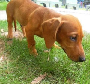 怎么给腊肠犬进行日常护理?狗狗品种-警犬训练器材厂家 _警犬训练用品_工作犬训练用品-南京开久警犬装备