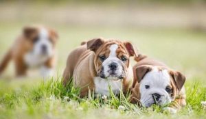 纵犬潜伏作品 ***-警犬训练器材厂家 _警犬训练用品_工作犬训练用品-南京开久警犬装备