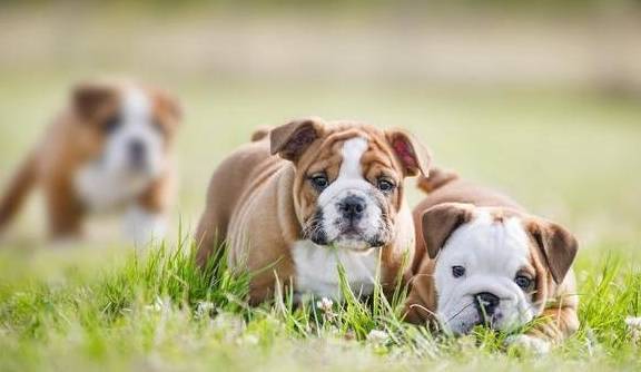 纵犬潜伏作品 *** - 警犬训练器材厂家 _警犬训练用品_工作犬训练用品-南京开久警犬装备-警犬训练器材厂家 _警犬训练用品_工作犬训练用品-南京开久警犬装备