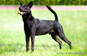 中国的狗狗品种排名(最聪明的狗狗品种排名)-警犬训练器材厂家 _警犬训练用品_工作犬训练用品-南京开久警犬装备