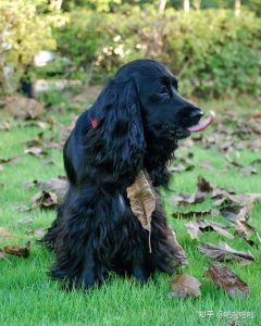 英国可卡犬介绍(英国可卡犬智商)-警犬训练器材厂家 _警犬训练用品_工作犬训练用品-南京开久警犬装备