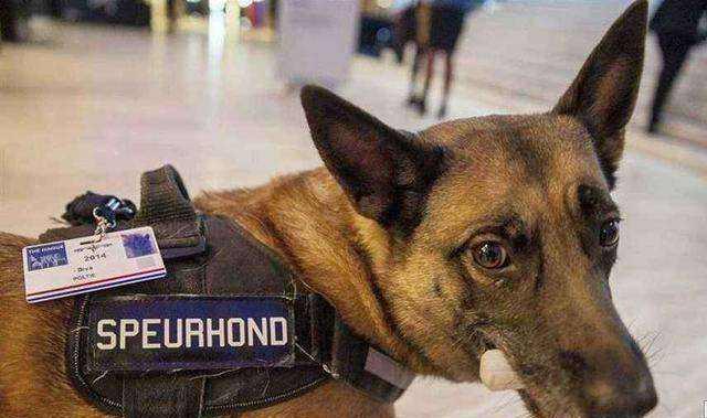 犬王是什么品种的(犬王是什么意思) - 警犬训练器材厂家 _警犬训练用品_工作犬训练用品-南京开久警犬装备-警犬训练器材厂家 _警犬训练用品_工作犬训练用品-南京开久警犬装备