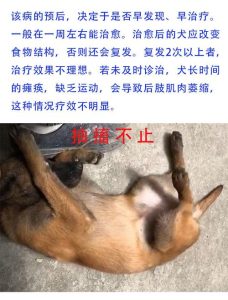 狗狗四肢无力:狗狗四肢无力站不起来-警犬训练器材厂家 _警犬训练用品_工作犬训练用品-南京开久警犬装备