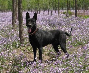 纯种黑狼犬特征标准(纯种黑狼犬价格)-警犬训练器材厂家 _警犬训练用品_工作犬训练用品-南京开久警犬装备