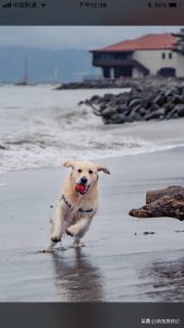 把狗毛剃光狗会冷吗-警犬训练器材厂家 _警犬训练用品_工作犬训练用品-南京开久警犬装备