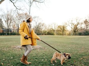 养狗技术(养狗技术 *** )-警犬训练器材厂家 _警犬训练用品_工作犬训练用品-南京开久警犬装备