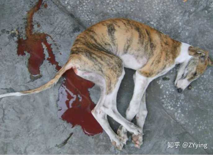 狗狗得了细小有什么症状(狗狗细小的症状) - 警犬训练器材厂家 _警犬训练用品_工作犬训练用品-南京开久警犬装备-警犬训练器材厂家 _警犬训练用品_工作犬训练用品-南京开久警犬装备