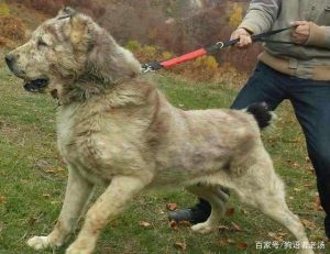 坎高犬对比中亚(坎高犬和中亚哪个聪明)-警犬训练器材厂家 _警犬训练用品_工作犬训练用品-南京开久警犬装备