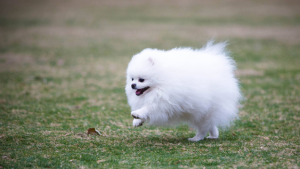 博美犬好养吗博美犬好不好养-警犬训练器材厂家 _警犬训练用品_工作犬训练用品-南京开久警犬装备