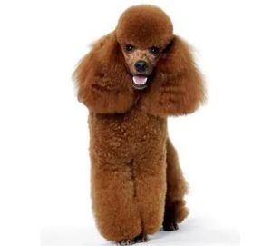 犬与狗的本质区别(狼和狗的本质区别)-警犬训练器材厂家 _警犬训练用品_工作犬训练用品-南京开久警犬装备