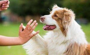 什么母狗合适单身男人(单身男人开什么车合适)-警犬训练器材厂家 _警犬训练用品_工作犬训练用品-南京开久警犬装备