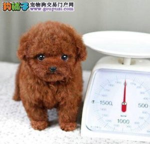 泰迪狗价格(泰迪狗价格)-警犬训练器材厂家 _警犬训练用品_工作犬训练用品-南京开久警犬装备