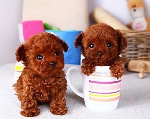 贵宾犬蛾多少钱一只_贵宾犬多少钱一只幼崽-警犬训练器材厂家 _警犬训练用品_工作犬训练用品-南京开久警犬装备