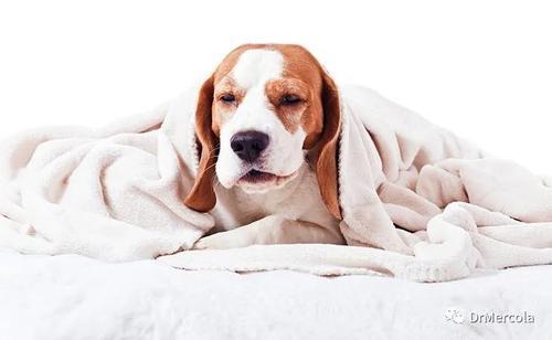 狗的肺炎能传染吗？狗得肺炎会不会传染给人 - 警犬训练器材厂家 _警犬训练用品_工作犬训练用品-南京开久警犬装备-警犬训练器材厂家 _警犬训练用品_工作犬训练用品-南京开久警犬装备