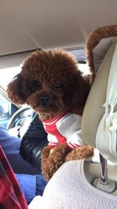 天目湖景区能不能带狗(天目湖景区可以带狗吗)-警犬训练器材厂家 _警犬训练用品_工作犬训练用品-南京开久警犬装备