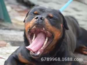 罗威纳幼犬(罗威纳幼犬的标准品相)-警犬训练器材厂家 _警犬训练用品_工作犬训练用品-南京开久警犬装备