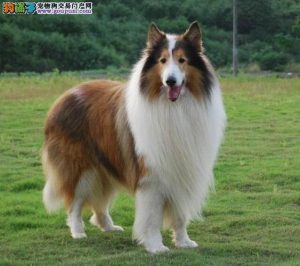 苏俄牧羊犬和苏格兰牧羊犬的区别_英格兰牧羊犬和苏格兰牧羊犬区别-警犬训练器材厂家 _警犬训练用品_工作犬训练用品-南京开久警犬装备