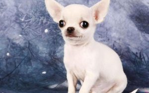 所有狗的种类(狗种类)-警犬训练器材厂家 _警犬训练用品_工作犬训练用品-南京开久警犬装备