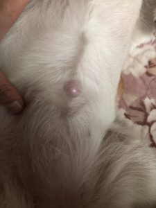 狗的肚子烫(狗肚子烫的不行,什么原因?)-警犬训练器材厂家 _警犬训练用品_工作犬训练用品-南京开久警犬装备