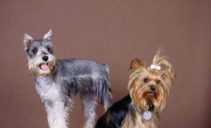 什么狗不掉毛又聪明又好养？什么狗不掉毛又聪明又好养又好看-警犬训练器材厂家 _警犬训练用品_工作犬训练用品-南京开久警犬装备