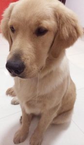 小狗有趣的特点(小狗有趣特点和生活方式)-警犬训练器材厂家 _警犬训练用品_工作犬训练用品-南京开久警犬装备