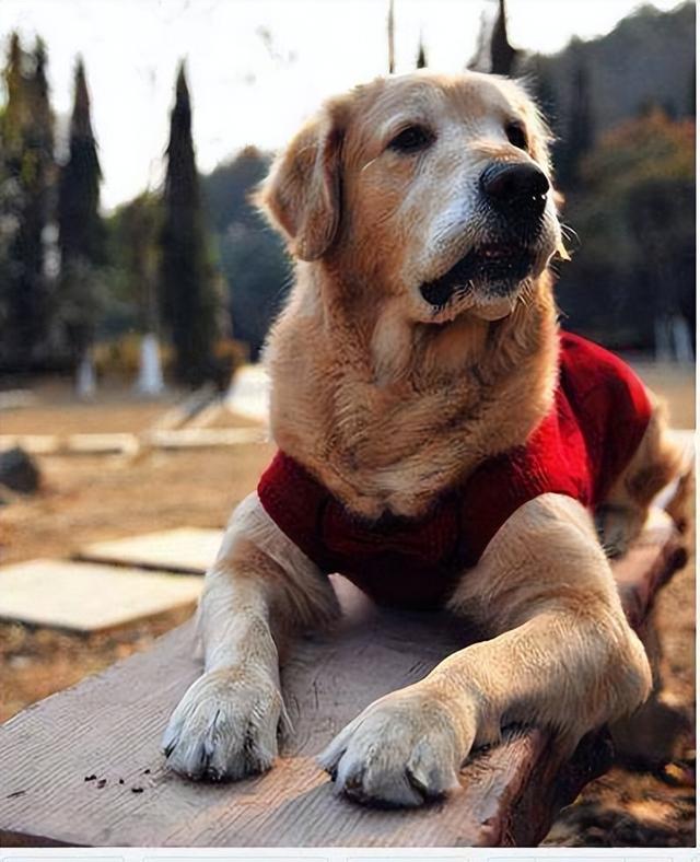 老年犬常见疾病狗狗的老年病 - 警犬训练器材厂家 _警犬训练用品_工作犬训练用品-南京开久警犬装备-警犬训练器材厂家 _警犬训练用品_工作犬训练用品-南京开久警犬装备