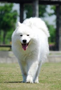 世界上最可爱的10种狗狗狗-警犬训练器材厂家 _警犬训练用品_工作犬训练用品-南京开久警犬装备