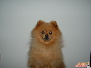 德国狐狸犬饲养 *** (德国狐狸犬和博美的区别)-警犬训练器材厂家 _警犬训练用品_工作犬训练用品-南京开久警犬装备