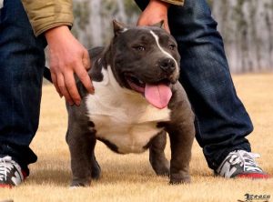 猛犬俱乐部桑大鹏(河南比特犬俱乐部桑大鹏)-警犬训练器材厂家 _警犬训练用品_工作犬训练用品-南京开久警犬装备