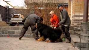 狗王偷藏獒(狗王偷藏獒一点不叫)-警犬训练器材厂家 _警犬训练用品_工作犬训练用品-南京开久警犬装备
