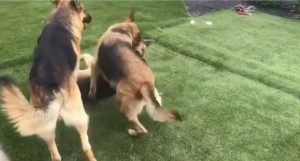 狗的生殖器官(狗的器官结构)-警犬训练器材厂家 _警犬训练用品_工作犬训练用品-南京开久警犬装备