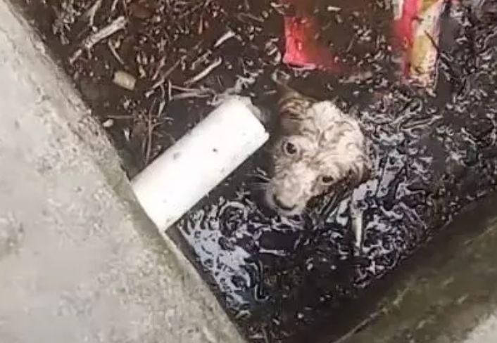 宠物狗掉进粪坑里 宠物狗掉进粪坑一家四口 - 警犬训练器材厂家 _警犬训练用品_工作犬训练用品-南京开久警犬装备-警犬训练器材厂家 _警犬训练用品_工作犬训练用品-南京开久警犬装备