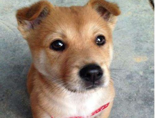 草狗和牙狗是什么意思？西牙狗是什么意思 - 警犬训练器材厂家 _警犬训练用品_工作犬训练用品-南京开久警犬装备-警犬训练器材厂家 _警犬训练用品_工作犬训练用品-南京开久警犬装备