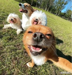 开国四狗(上海能开国四车吗)-警犬训练器材厂家 _警犬训练用品_工作犬训练用品-南京开久警犬装备