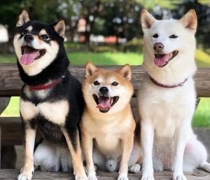 狗狗品种大全(狗狗品种大全及 *** 排名前十名)-警犬训练器材厂家 _警犬训练用品_工作犬训练用品-南京开久警犬装备